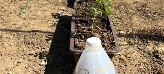 INTEC%20evalua%20biofertilizante%20de%20sargazo%20frutos%20de%20tomate%20no%20mostraron%20acumulacion%20preocupante%20de%20elementos%20traza%20bajo%20condiciones%20evaluadas-3843bf5e Instituto Tecnol&oacute;gico de Santo Domingo - Notas de prensa Investigaci&oacute;n